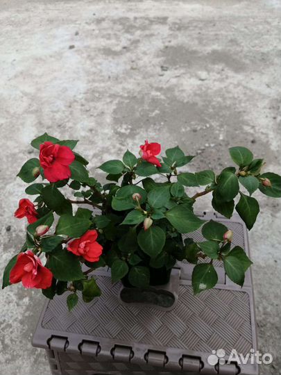 Цветы.Калеосы,лабелии,фикус бэлиз