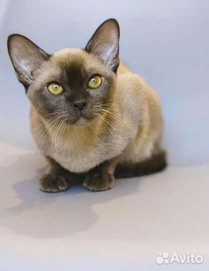 Котята Европейская Бурма