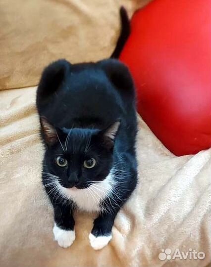 Молоденькая кошечка Алиса, в дар