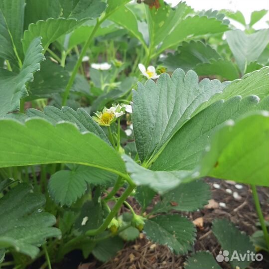 Многолетники для сада