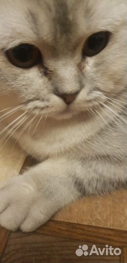 Британский кот на вязку