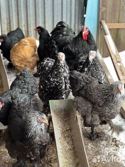 Инкубационное яйцо