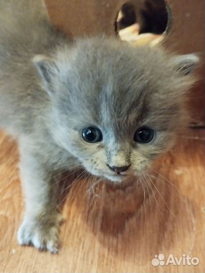 Котята британские