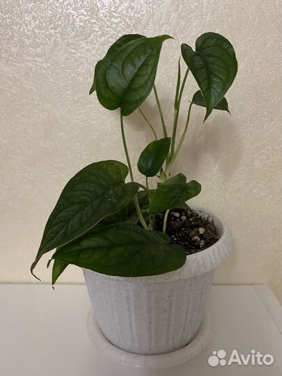 Монстера сильтепекана