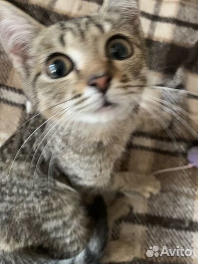 Котенок в добрые руки