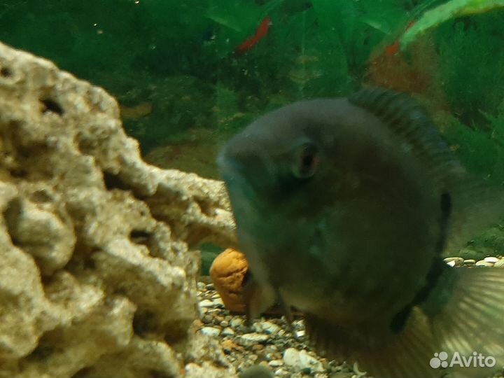 Северум красноплечий