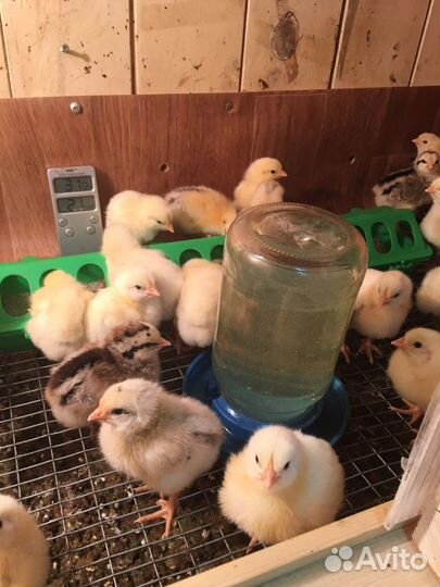 Мясо цыплят бройлера