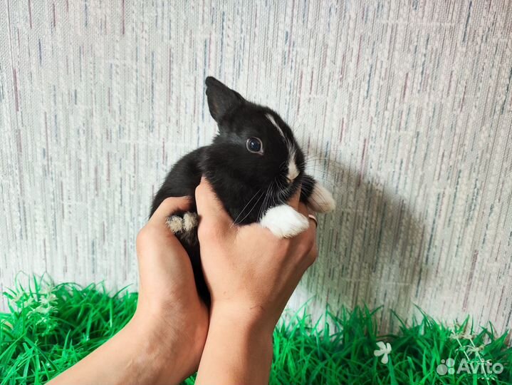 Карликовый кролик мини - очень редкий