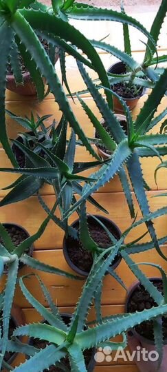 Алое Вера, трехлетнее лечебное растение