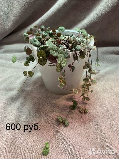 Комнатные растения цветы