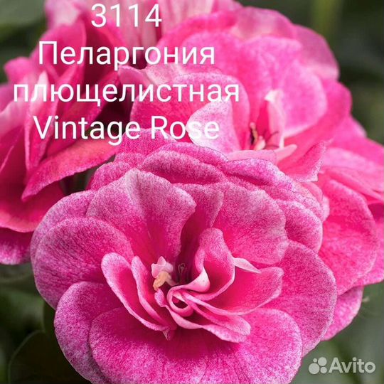 Пеларгония герань плющелистная