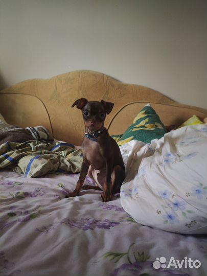 Щенки русский той-терьер