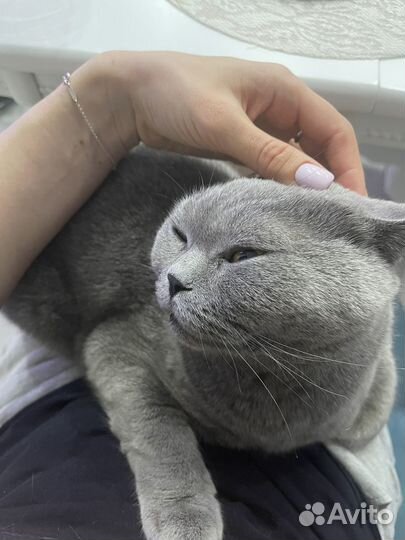 Отдам в добрые руки британского кота