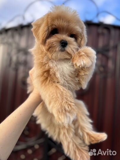 Мальтипу f1 мини