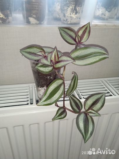 Каллизия и Традесканция