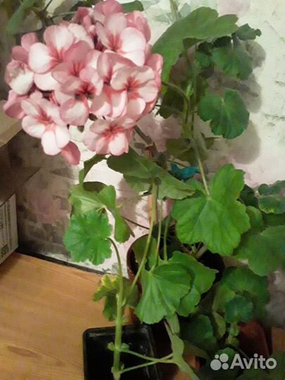 Пеларгония герань