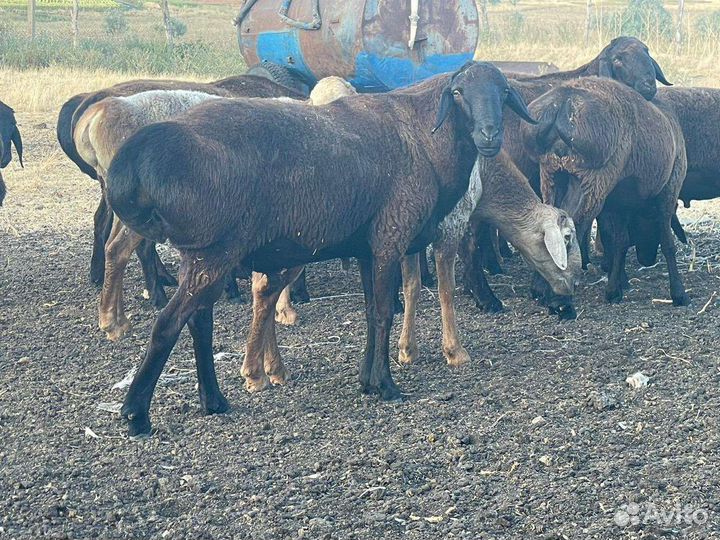 Гисарские племенные бараны