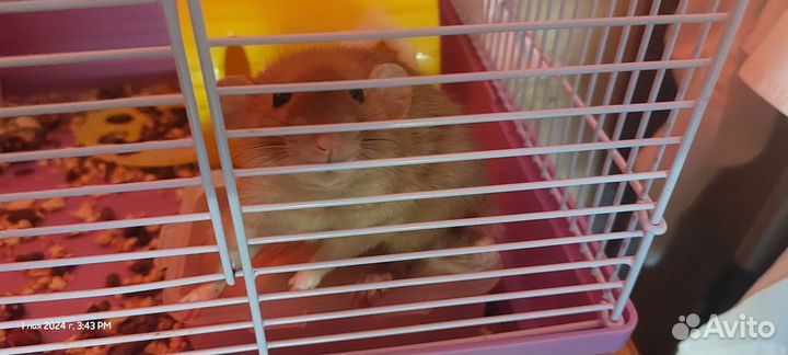 Крыски с клеткой