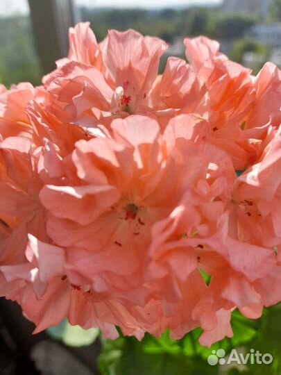 Пеларгония герань