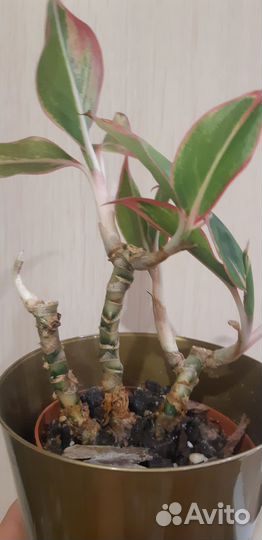 Аглаонема крит