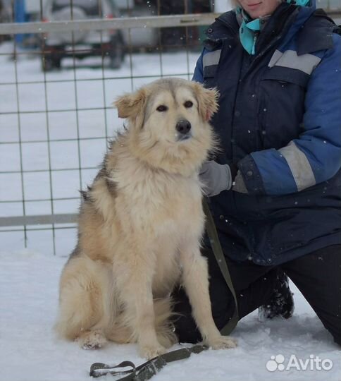 Собака в добрые руки