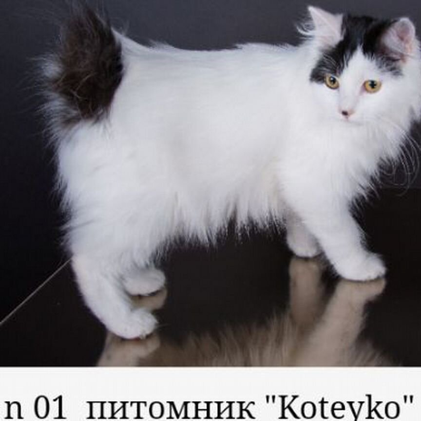 Котята курильского бобтейла