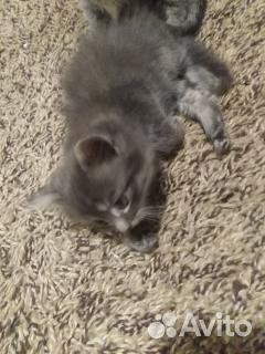 В добрые руки