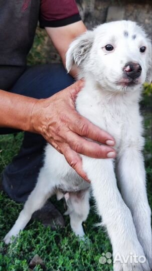 Мальчики и девочки в добрые руки