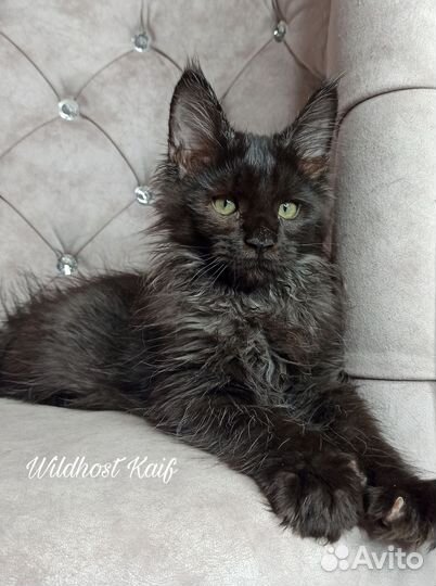 Котенок мейн кун