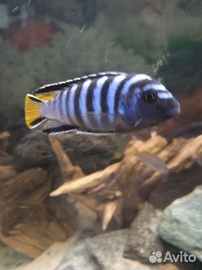 Рыба цихлиды Африка
