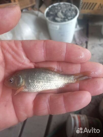 Живец карась