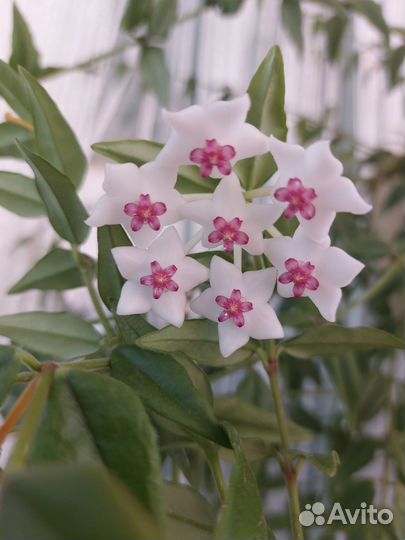 Эсхинантус