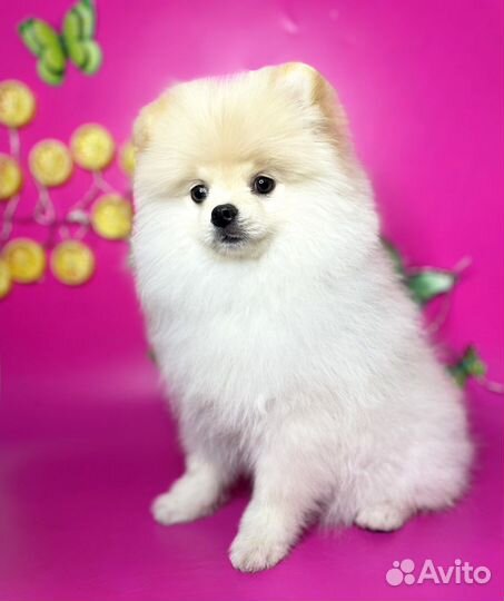 Грумер,Стрижка, Экспресс-линька,Груминг