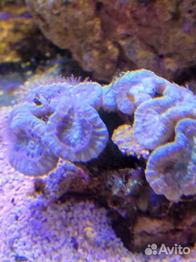 Кораллы, улитки для морского аквариума