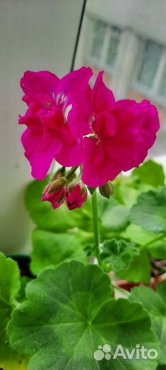 Пеларгония герань сортовая