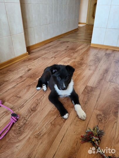 Щенок Чеддер в добрые руки