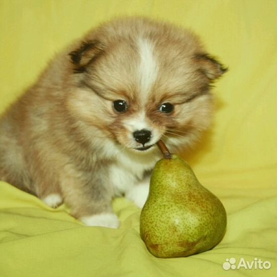 Очаровательные щенки