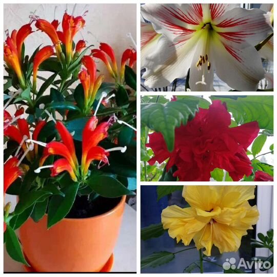 Комнатные растения