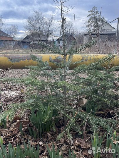 Пихта кавказская