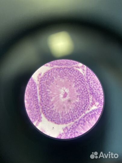 Репетитор по биологии