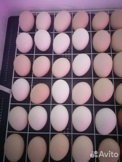 Инкубационное яйцо Русская хохлатая и Астралорп