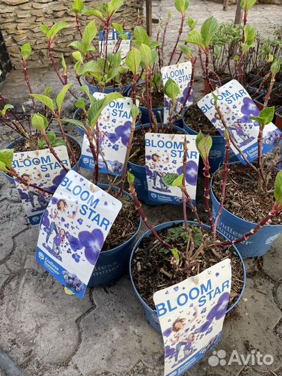 Гортензия саженцы