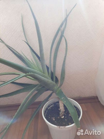 Алоэ лечебный