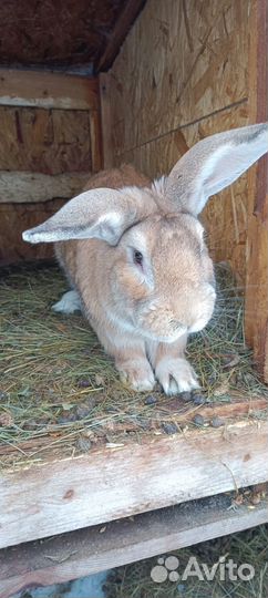 Продам кроликов