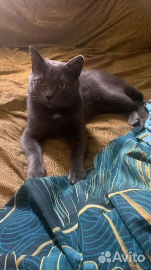 Русская голубая кот