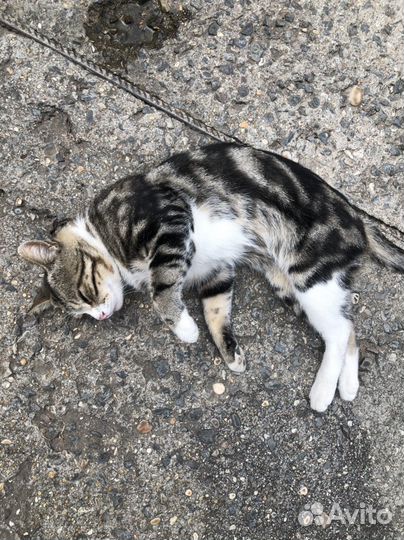 Отдам кота в добрые руки