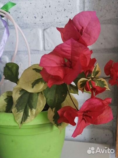 Вареегатное