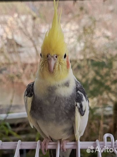 Попугай корелла с клеткой