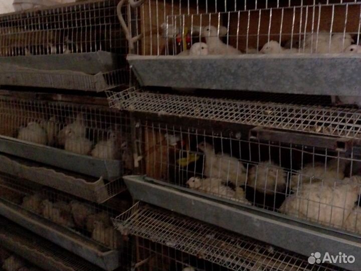 Яйца перепелов, перепела