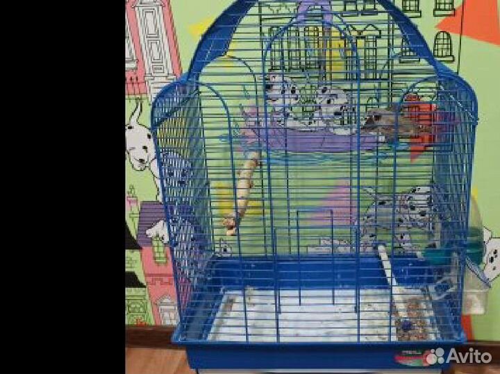 Амадины с клеткой